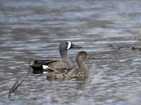 Blue winged Teal 0698
